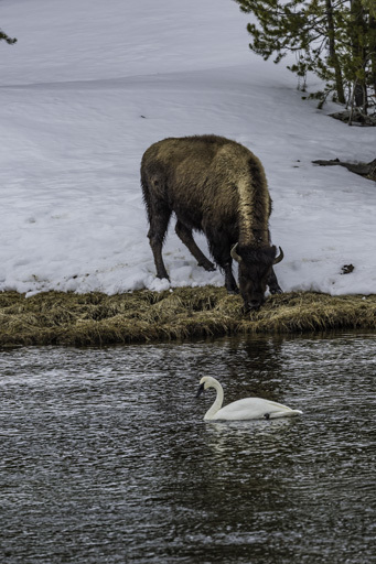 Image of American Bison