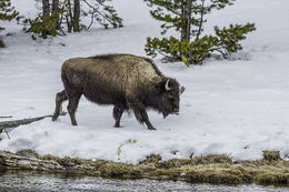 Image of American Bison