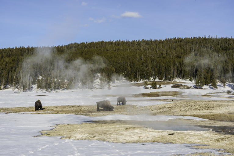 Image of American Bison