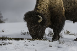 Image of American Bison