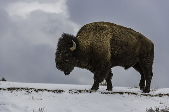 Image of American Bison