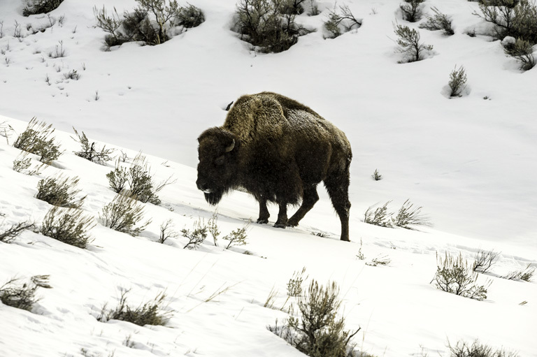 Image of American Bison