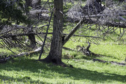 Image of American Black Bear