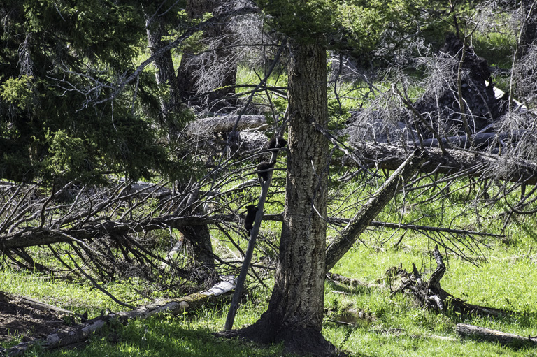 Image of American Black Bear