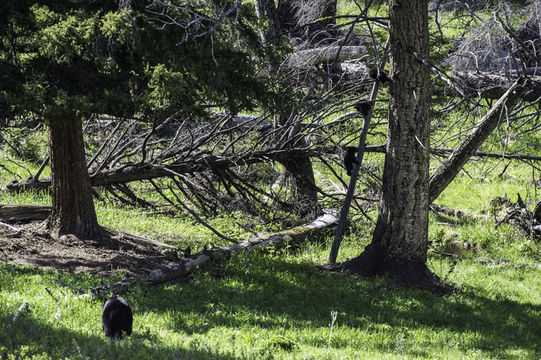 Image of American Black Bear