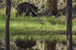 Image of American Black Bear