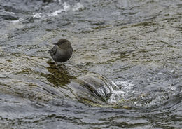 Image of American Dipper