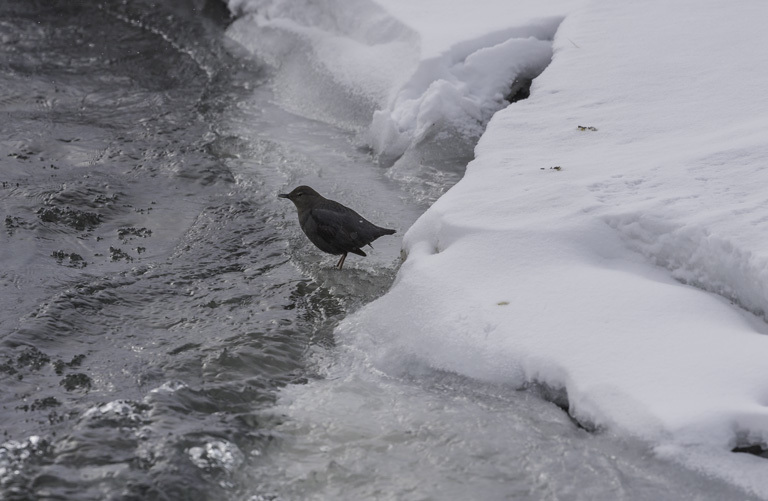 Image of American Dipper