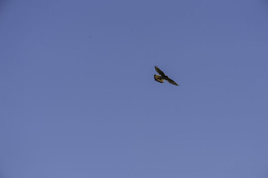 Image of American Kestrel