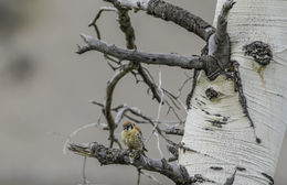 Image of American Kestrel