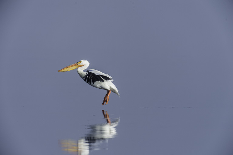 Image of American White Pelican