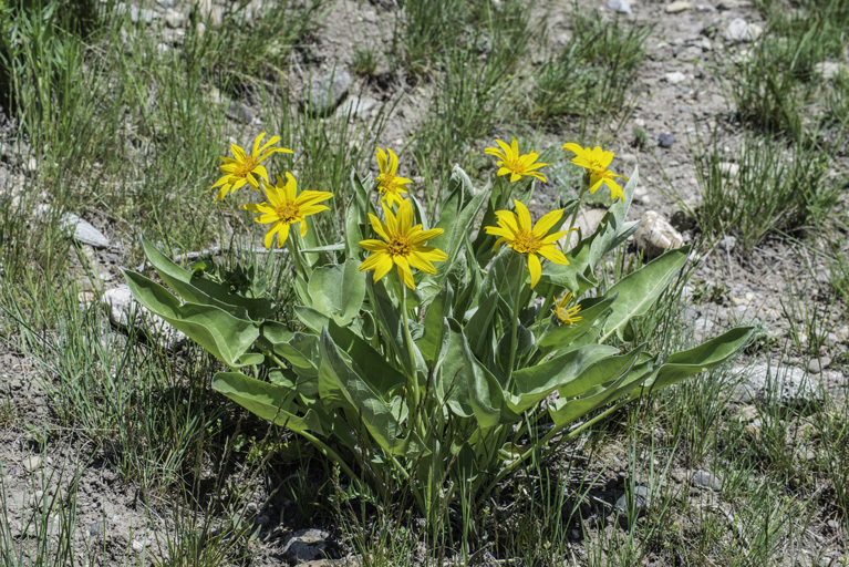 Image of arrowleaf balsamroot