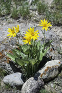 Image of arrowleaf balsamroot