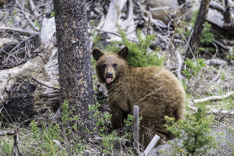 Image of American Black Bear