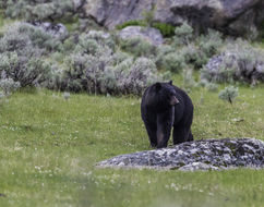 Image of American Black Bear