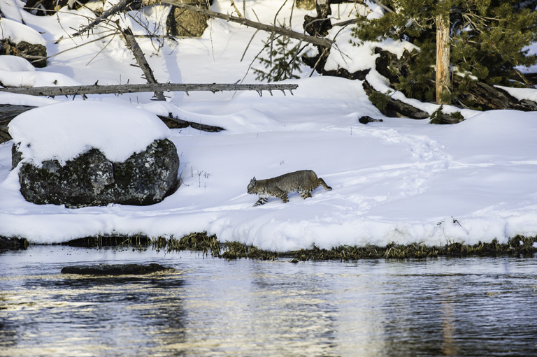 Image of bay lynx