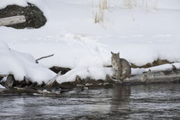 Image of bay lynx