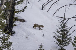 Слика од Lynx rufus (Schreber 1777)