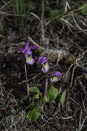 Imagem de Calypso bulbosa (L.) Oakes