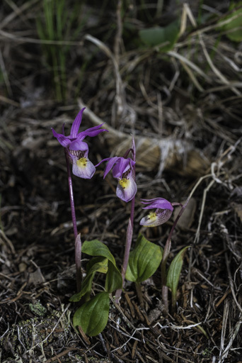 Imagem de Calypso bulbosa (L.) Oakes