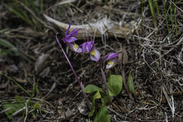 Imagem de Calypso bulbosa (L.) Oakes