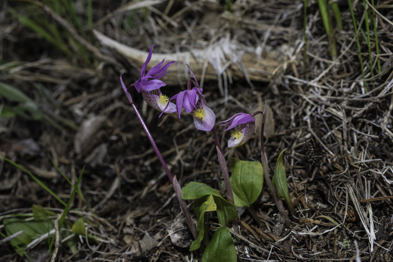 Image of Calypso orchid