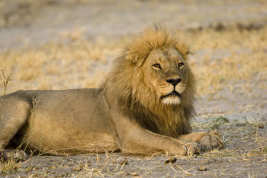 Image of African Lion