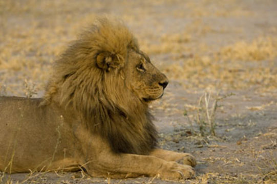 Image of African Lion