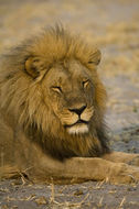 Image of African Lion