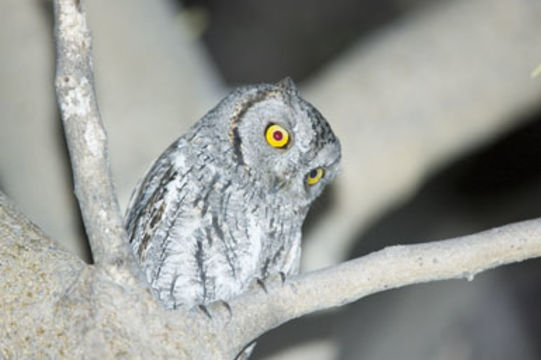 Image of African Scops Owl