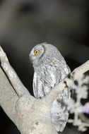 Image of African Scops Owl