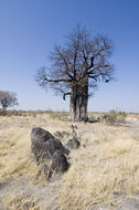 Image of African Baobab