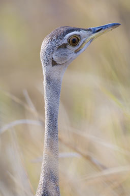 Image of Black-bellied Bustard