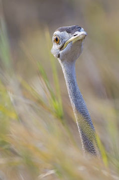 Image of Black-bellied Bustard