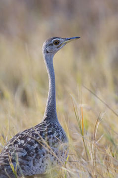 Image of Black-bellied Bustard