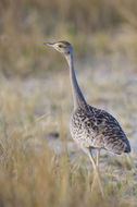 Image of Black-bellied Bustard