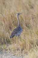 Image of Black-bellied Bustard