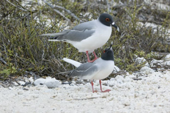 Image of Swallow-tailed Gull