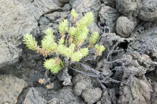 Image of <i>Darwiniothamnus tenuifolius</i>