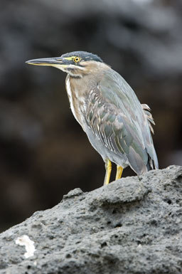 Image of Green-backed Heron