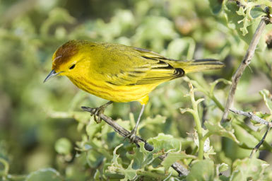 Image de Setophaga petechia aureola (Gould 1839)