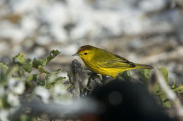 Image of Setophaga petechia aureola (Gould 1839)