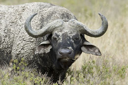 Image of African Buffalo