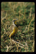 Image of Yellow-throated Longclaw