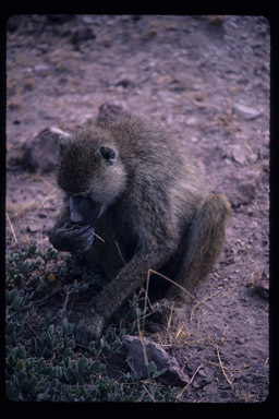 Image of Yellow Baboon