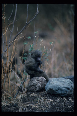 Image of Anubis Baboon