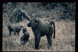 Image of Anubis Baboon