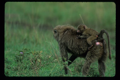 Image of Anubis Baboon