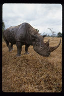 Image of Black Rhinoceros