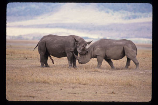 Image of Black Rhinoceros